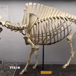 Nguyên bộ xương bò rừng Bison châu Mỹ được trưng bày tại Bảo tàng Lịch sử Tự nhiên Quốc gia Mỹ. (Ảnh: Ngọc Quang/TTXVN)