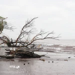 Đai rừng phòng hộ biển Gò Công trước kia dày vài chục mét, nay bị sóng biển làm xói lở nghiêm trọng. (Ảnh: Hữu Chí/TTXVN)