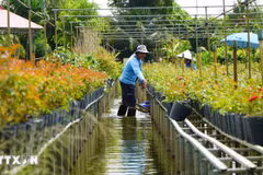 Trồng hoa, kiểng trên giàn là phương thức canh tác truyền thống của gia đình ông Nguyễn Văn Sang ở phường Sa Đéc. (Ảnh: Nhựt An/TTXVN)