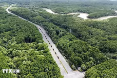 Con đường xuyên rừng ngập mặn đẹp như tranh vẽ ở Cần Giờ. (Ảnh: TTXVN)