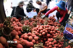 Phân loại, đóng gói vải thiều xuất khẩu ở vùng sản xuất vải thiều Lục Ngạn, tỉnh Bắc Ninh. (Ảnh: Vũ Sinh/TTXVN)