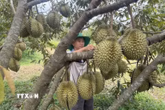 Anh Lê Trọng Lư (xã Ea Bá) liên kết với 10 nông dân trồng sầu riêng để xây dựng mã số vùng trồng. (Ảnh: Tường Quân/TTXVN)