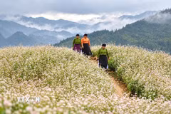 Phụ nữ vùng cao giữa cánh đồng tam giác mạch. (a. Ảnh: Minh Tâm/TTXVN)