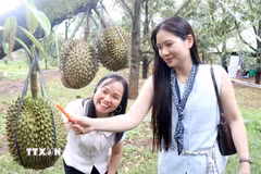 Du khách trải nghiệm gõ sầu riêng tại vườn trong khuôn khổ Lễ hội. (Ảnh: Hoài Thu/TTXVN)