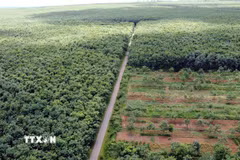 Phát triển rừng, các hệ sinh thái nhằm hấp thụ carbon. (Ảnh minh họa. Nguồn: TTXVN)