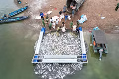 Một lồng cá bị chết toàn bộ được kéo vào bờ để đem tiêu hủy. (Ảnh: Lê Xuân/TTXVN)
