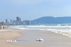 Bãi biển thuộc phường Khuê Mỹ, quận Ngũ Hành Sơn (thành phố Đà Nẵng). (Ảnh minh họa: Văn Dũng/TTXVN)