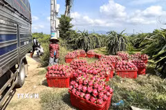 Thời điểm này nhiều diện tích thanh long ở phía Đông Lâm Đồng đồng loạt cho thu hoạch rộ cuối vụ thuận, khiến sản lượng trái tươi tăng mạnh. (Ảnh: Hồng Hiếu/TTXVN)