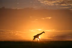Một con hươu cao cổ tại khu bảo tồn quốc gia Maasai Mara ở Narok, Kenya. (Ảnh: THX/TTXVN phát)