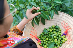 Thành viên HTX Nông trang sinh thái Mẫu Sơn lựa chọn những quả chanh đạt tiêu chuẩn để chế biến sản phẩm. (Ảnh: Lê Đông/TTXVN)
