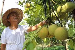 Bưởi đào Lập Lễ - Sắc hồng nhẹ nhàng tô điểm cho mùa Thu