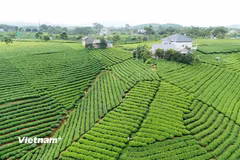 Vùng sản xuất chè an toàn Cầu Đá, xã La Bằng. (Nguồn: Vietnam+)
