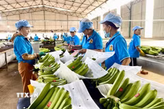 Sơ chế chuối xuất khẩu. (Ảnh: Hoài Nam/TTXVN)
