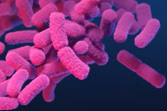 Họ vi khuẩn Enterobacterales. (Nguồn: cdc.gov)