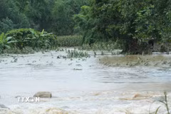 (Ảnh minh họa: Quý Trung/TTXVN)