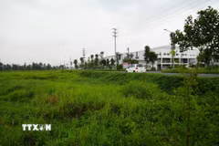 Hiện tỉnh Hưng Yên có hàng vài chục ha đất nông nghiệp đang bị để hoang. (Ảnh: Mạnh Khánh/TTXVN)