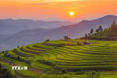 Những đường cong của ruộng bậc thang nổi bật trong ánh chiều tà, phía xa là núi rừng trùng điệp của vùng cao Pu Nhi. (Ảnh: Xuân Tư/TTXVN)