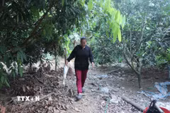 Gia đình bà Hoàng Thị Lan nuôi vịt thả trên sông Cầu nhiều năm qua. Thời gian gần đây, nước sông đổi màu, trùng hợp vào khoảng thời gian này đàn vịt của bà cũng tự nhiên ốm yếu. Mỗi ngày đều có vài con vịt bị chết không rõ nguyên nhân. (Ảnh: Vũ Hoàng Giang/TTXVN)