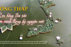 Đồng Tháp: Sen hồng tỏa sắc vươn mình trong kỷ nguyên mới