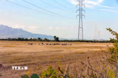 Trang trại điện gió và điện mặt trời của Trung Nam Group tại Thuận Nam, tỉnh Khánh Hòa. (Ảnh: Đặng Tuấn/TTXVN)