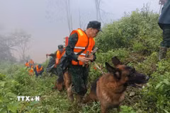 Triển khai lực lượng tìm kiếm nạn nhân mất tích trong vụ sạt lở ở xã biên giới Hùng Sơn với sự hỗ trợ của chó nghiệp vụ. (Ảnh: Bộ Tư lệnh Quân khu 5/TTXVN phát)