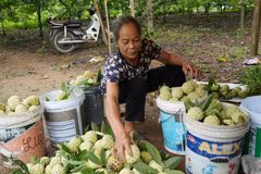 Người dân xóm Hiên Minh, xã La Hiên thu hoạch na. (Ảnh: Hoàng Nguyên/TTXVN)