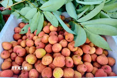 (Ảnh minh họa: Thanh Thương/TTXVN)
