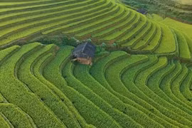 Mù Cang Chải vào mùa đẹp 'mê hồn': Ruộng bậc thang chuyển sắc vàng 