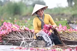 Ngỡ ngàng trước vẻ đẹp mùa nước nổi ở miền Tây Nam Bộ 