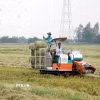 Rơm trên đồng được cuộn để tái sử dụng trong trồng nấm - mô hình kinh tế tuần hoàn giúp giảm phát thải khí nhà kính hiệu quả. (Ảnh: Thu Hiền/TTXVN)