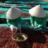 Nhân công loại bỏ trái càphê xanh để đảm bảo nguyên liệu làm càphê đặc sản. (Ảnh: Tuấn Anh/TTXVN)