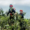 Phụ nữ người Dao hái chè Xuân trên đỉnh Tây Côn Lĩnh. (Ảnh: Đức Thọ/TTXVN)