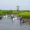 Mô hình lúa-tôm ở huyện An Minh, tỉnh Kiên Giang, là mô hình thích ứng với biến đổi khí hậu của tỉnh. (Ảnh: Văn Sĩ/TTXVN)