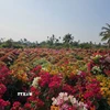 Bến Tre: Rực rỡ sắc màu tại làng hoa giấy Phú Sơn