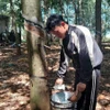 Nông dân khai thác mủ cao su. (Ảnh: K GỬIH/TTXVN)