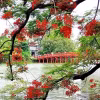 Hoa phượng nở đỏ rực một góc hồ Hoàn Kiếm, quận Hoàn Kiếm, thành phố Hà Nội. (Ảnh: Phạm Hậu/TTXVN)