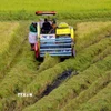 Thu hoạch lúa Đông Xuân sớm tại huyện Vị Thủy, tỉnh Hậu Giang. (Ảnh: Duy Khương/TTXVN)
