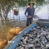 Thu hoạch cá rô phi nuôi lồng trên hồ. (Ảnh: TTXVN phát)