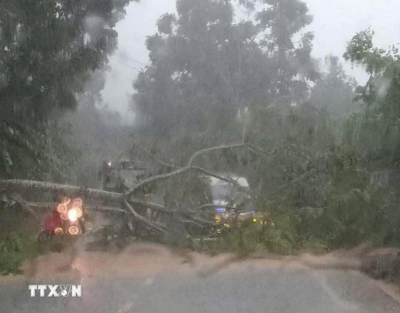 Cây gãy đổ chắn ngang đường lên xã Nà Hang (Tuyên Quang). (Ảnh: TTXVN phát)