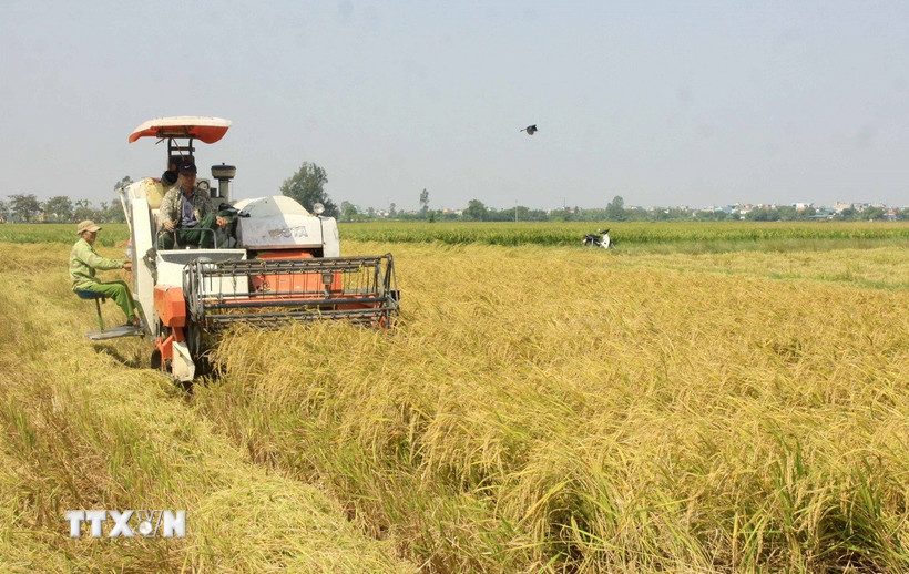 Nông dân huyện Vũ Thư, Thái Bình, thu hoạch lúa mùa. (Ảnh: Thế Duyệt/TTXVN)