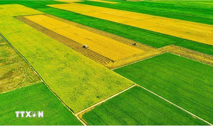 Mô hình sản xuất cánh đồng mẫu lớn gắn với ứng dụng cơ giới hóa trong sản xuất tại Cà Mau. (Ảnh: TTXVN phát)