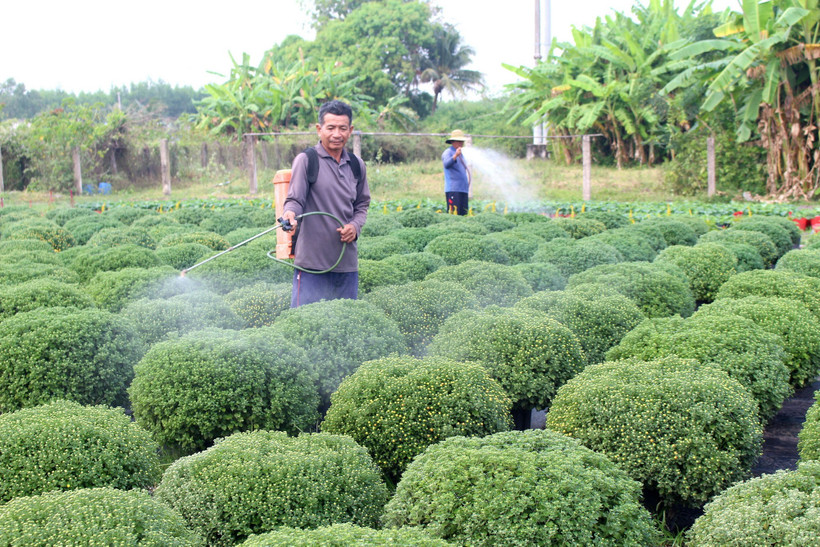 Chủ vườn ở xã Hồng Sơn (Lâm Đồng) chăm sóc hoa Tết. (Ảnh: Hồng Hiếu/TTXVN)