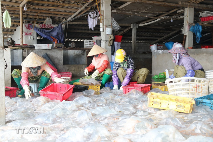Cơ sở thu mua, chế biến sứa biển tạo công ăn việc làm cho nhiều lao động địa phương với mức thu nhập ổn định. (Ảnh: Khiếu Tư/TTXVN)