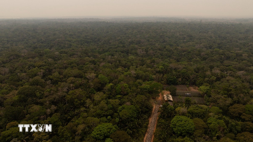 Quang cảnh rừng Amazon tại Porto Velho, bang Rondonia, Brazil. (Ảnh: THX/TTXVN)