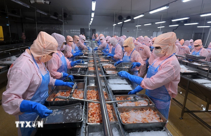 Chế biến tôm xuất khẩu. (Ảnh: TTXVN)