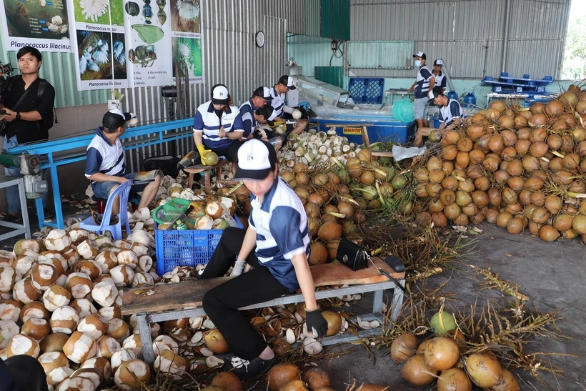 Chế biến dừa xuất khẩu tại Hợp tác xã Hưng Thịnh Phát, huyện Chợ Gạo, tỉnh Tiền Giang. (Ảnh: Minh Trí/TTXVN)