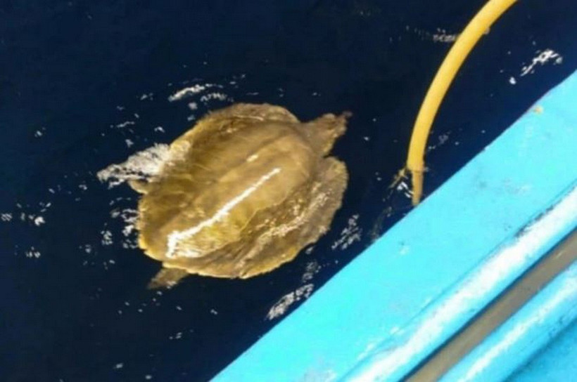 Cá thể đồi mồi dứa quý hiếm được ngư dân Bình Định cứu và thả về biển. (Ảnh: NVCC)