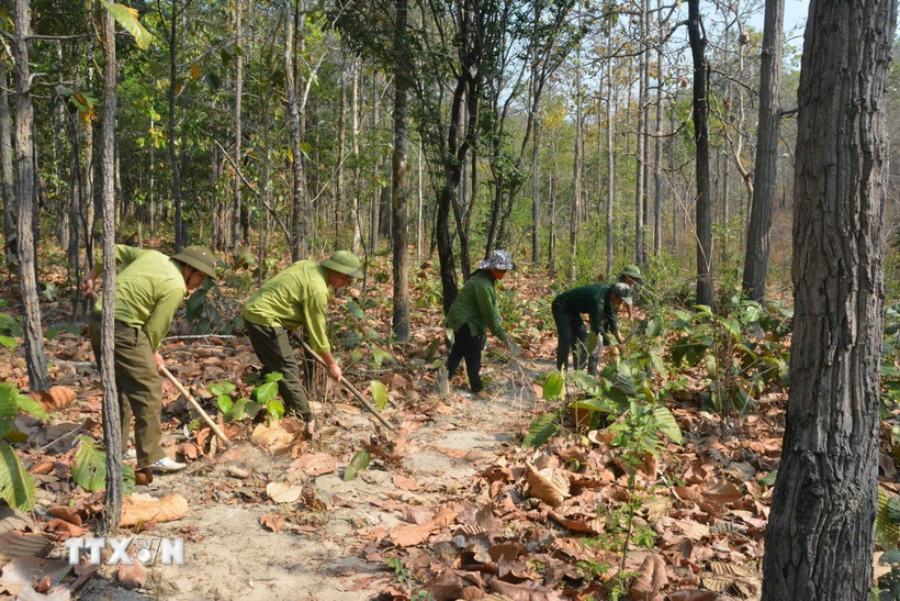 Lực lượng kiểm lâm và người dân phát dọn đường băng cản lửa để phòng, chống cháy rừng trong cao điểm mùa khô. (Ảnh: Tuấn Anh/TTXVN)