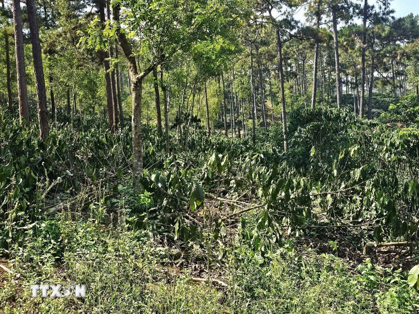 Diện tích 9,21ha rừng bị người dân lấn chiếm. (Ảnh: TTXVN phát)