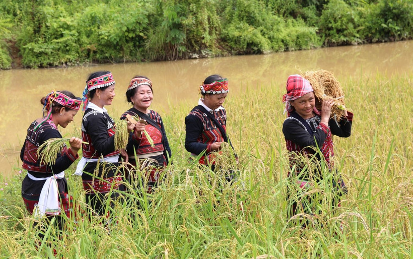 Tết cơm mới là nghi lễ linh thiêng để giữ hồn lúa mẹ của bà con dân tộc Xá Phó. (Ảnh: Cổng thông tin điện tử tỉnh Lào Cai)